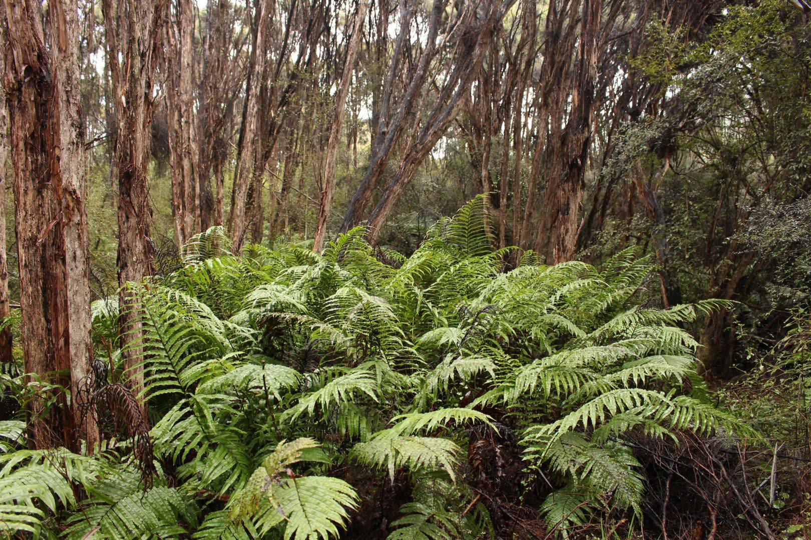 bush walk Lenz