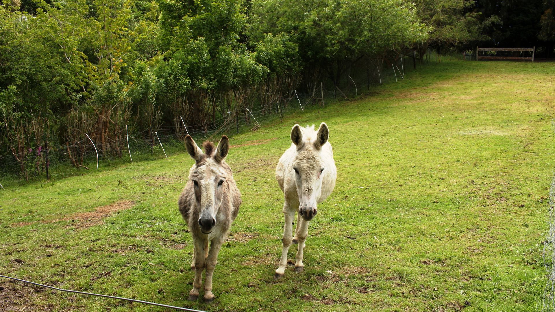 Meet the donkeys
