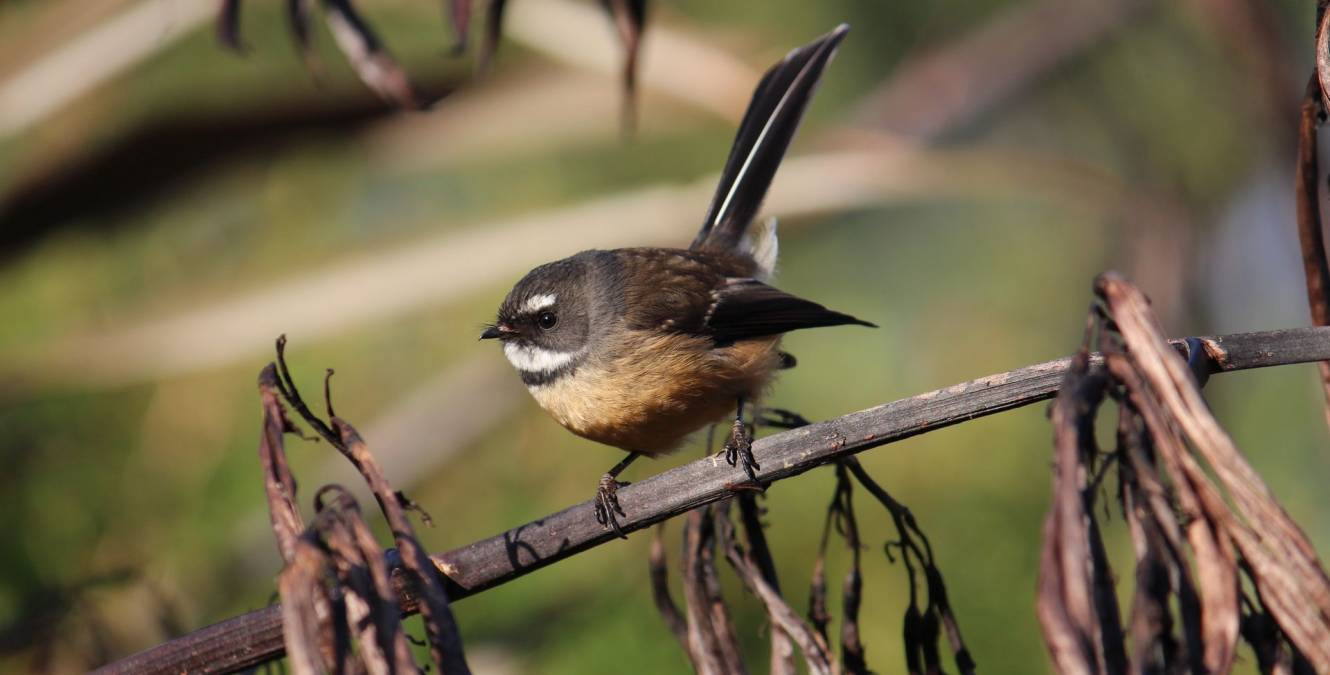 Fantail at Earthlore The Catlins New Zealand
