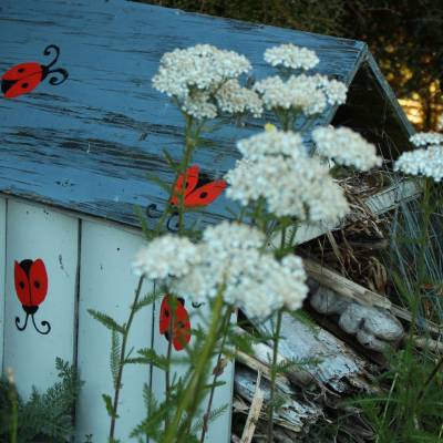 Ladybug house hero banner