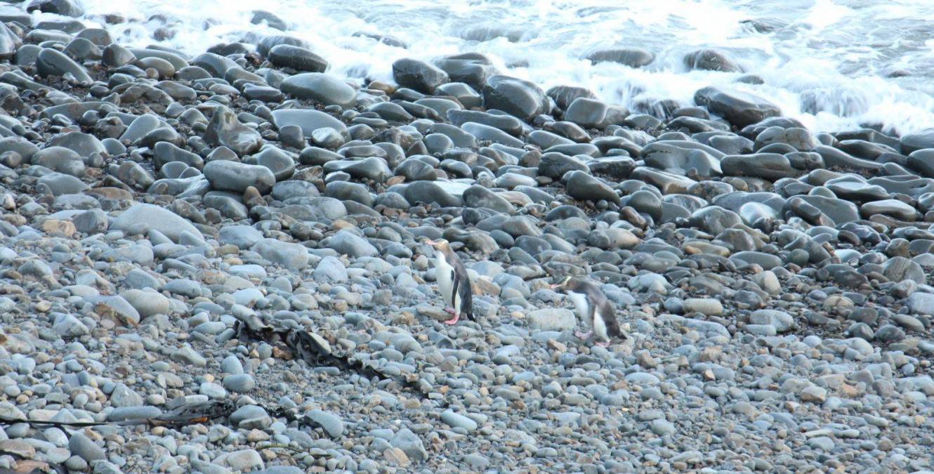Yellow-eyed penguin - Roaring Bay The Catlins